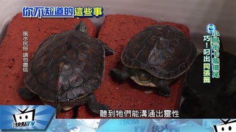 龜鳥卦破解|20170925中天新聞 小鳥＋烏龜搭檔抓牌 「龜鳥卦」能解命。